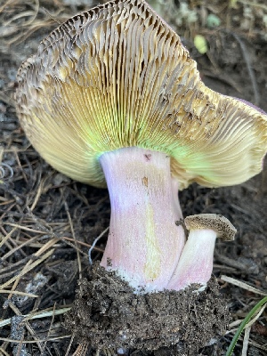  ( - HAY-F-007586)  @11 [ ] by-nc (2023) Damon Tighe Fungal Diversity Survey