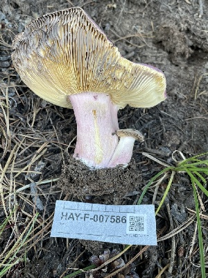  ( - HAY-F-007586)  @11 [ ] by-nc (2023) Damon Tighe Fungal Diversity Survey