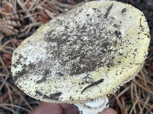  ( - HAY-F-007589)  @11 [ ] by-nc (2023) Damon Tighe Fungal Diversity Survey