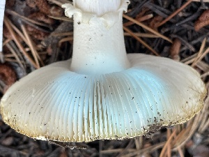  ( - HAY-F-007589)  @11 [ ] by-nc (2023) Damon Tighe Fungal Diversity Survey