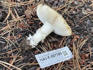  ( - HAY-F-007589)  @11 [ ] by-nc (2023) Damon Tighe Fungal Diversity Survey