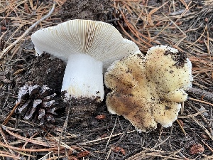  (Russula sp. Woo58 - HAY-F-007591)  @11 [ ] by-nc (2023) Damon Tighe Fungal Diversity Survey