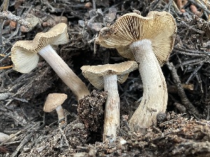  (Inocybe sp. PNW45 - HAY-F-007592)  @11 [ ] by-nc (2023) Damon Tighe Fungal Diversity Survey