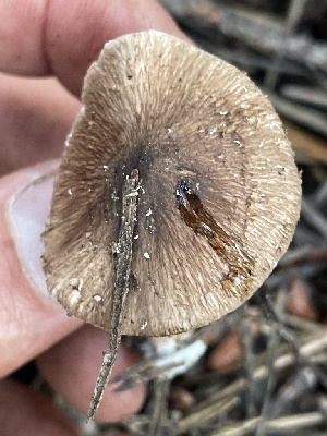  ( - HAY-F-007592)  @11 [ ] by-nc (2023) Damon Tighe Fungal Diversity Survey
