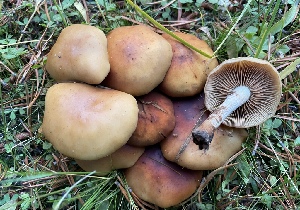  ( - HAY-F-007598)  @11 [ ] by-nc (2023) Damon Tighe Fungal Diversity Survey