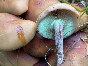  ( - HAY-F-007598)  @11 [ ] by-nc (2023) Damon Tighe Fungal Diversity Survey