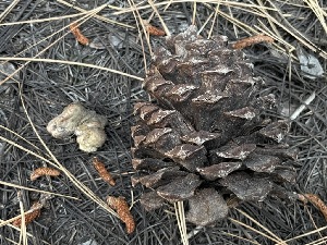  (Rhizopogon evadens - HAY-F-007602)  @11 [ ] by-nc (2023) Damon Tighe Fungal Diversity Survey