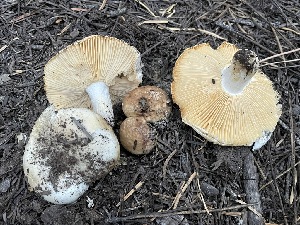  ( - HAY-F-007603)  @11 [ ] by-nc (2023) Damon Tighe Fungal Diversity Survey