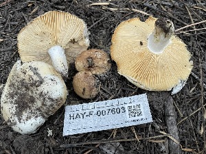  (Russula sp. CA21 - HAY-F-007603)  @11 [ ] by-nc (2023) Damon Tighe Fungal Diversity Survey