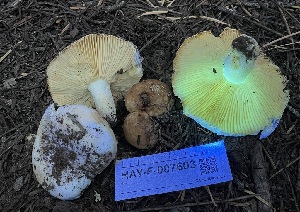  ( - HAY-F-007603)  @11 [ ] by-nc (2023) Damon Tighe Fungal Diversity Survey