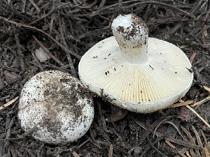  ( - HAY-F-007604)  @11 [ ] by-nc (2023) Damon Tighe Fungal Diversity Survey