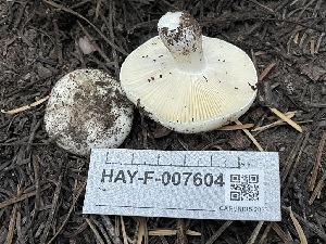  ( - HAY-F-007604)  @11 [ ] by-nc (2023) Damon Tighe Fungal Diversity Survey