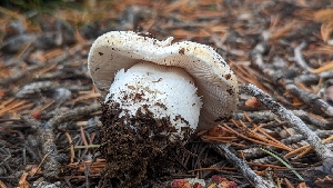  ( - HAY-F-001461)  @11 [ ] c (2023) Michelle C. Torres-Grant Fungal Diversity Survey