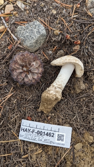  ( - HAY-F-001462)  @11 [ ] c (2023) Michelle C. Torres-Grant Fungal Diversity Survey