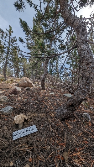  ( - HAY-F-001462)  @11 [ ] c (2023) Michelle C. Torres-Grant Fungal Diversity Survey