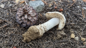  ( - HAY-F-001462)  @11 [ ] c (2023) Michelle C. Torres-Grant Fungal Diversity Survey