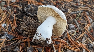  ( - HAY-F-001464)  @11 [ ] c (2023) Michelle C. Torres-Grant Fungal Diversity Survey