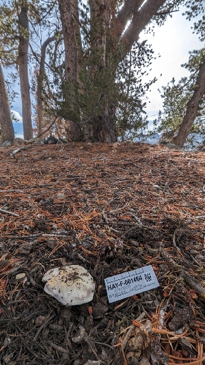  ( - HAY-F-001464)  @11 [ ] c (2023) Michelle C. Torres-Grant Fungal Diversity Survey