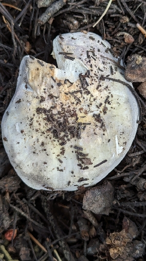  ( - HAY-F-001464)  @11 [ ] c (2023) Michelle C. Torres-Grant Fungal Diversity Survey
