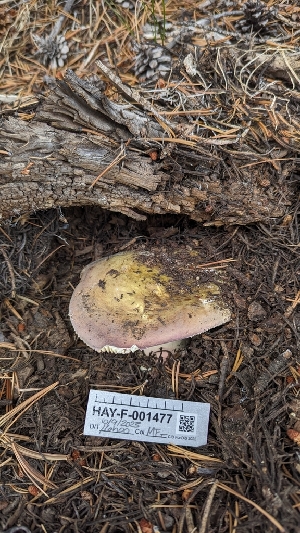  (Russula olympiana - HAY-F-001477)  @11 [ ] c (2023) Michelle C. Torres-Grant Fungal Diversity Survey