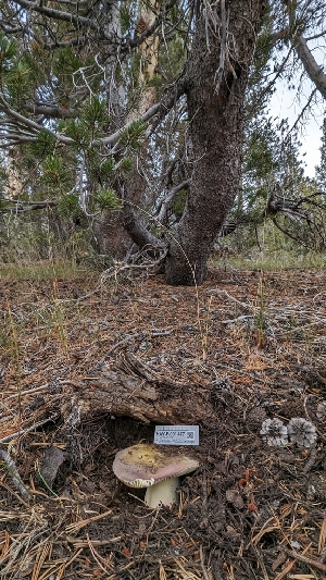  ( - HAY-F-001477)  @11 [ ] c (2023) Michelle C. Torres-Grant Fungal Diversity Survey