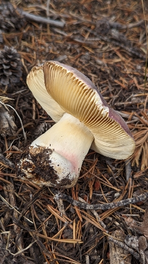  ( - HAY-F-001477)  @11 [ ] c (2023) Michelle C. Torres-Grant Fungal Diversity Survey