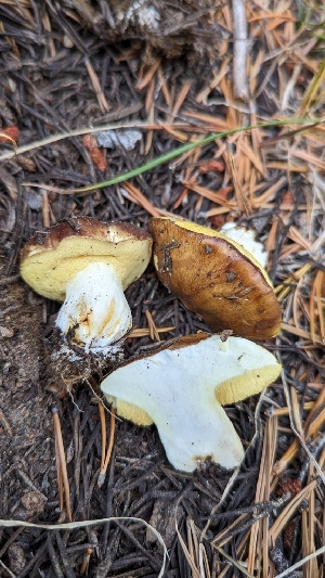  ( - HAY-F-001471)  @11 [ ] c (2023) Michelle C. Torres-Grant Fungal Diversity Survey