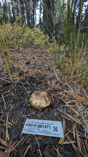  ( - HAY-F-001471)  @11 [ ] c (2023) Michelle C. Torres-Grant Fungal Diversity Survey
