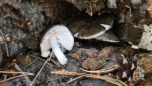  ( - HAY-F-002272)  @11 [ ] by-nc (2023) Thea Chesney Fungal Diversity Survey