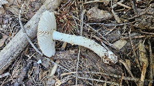  ( - HAY-F-002269)  @11 [ ] by-nc (2023) Thea Chesney Fungal Diversity Survey