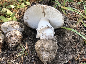  ( - HAY-F-006978)  @11 [ ] by-nc (2023) Dean Lyons Fungal Diversity Survey