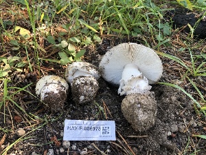  ( - HAY-F-006978)  @11 [ ] by-nc (2023) Dean Lyons Fungal Diversity Survey