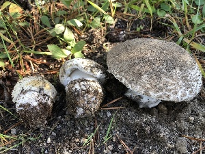  ( - HAY-F-006978)  @11 [ ] by-nc (2023) Dean Lyons Fungal Diversity Survey