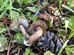  ( - HAY-F-006980)  @11 [ ] by-nc (2023) Dean Lyons Fungal Diversity Survey