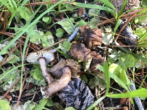  ( - HAY-F-006980)  @11 [ ] by-nc (2023) Dean Lyons Fungal Diversity Survey