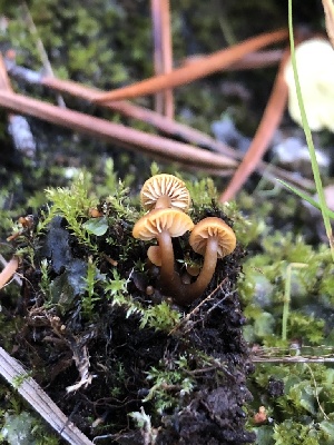  ( - HAY-F-007049)  @11 [ ] by-nc (2023) Dean Lyons Fungal Diversity Survey