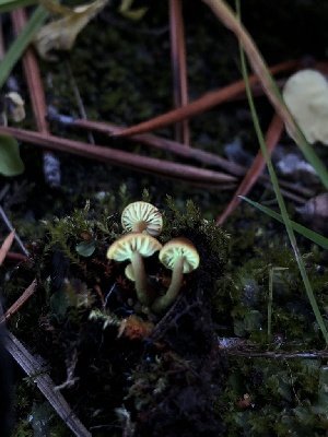  ( - HAY-F-007049)  @11 [ ] by-nc (2023) Dean Lyons Fungal Diversity Survey