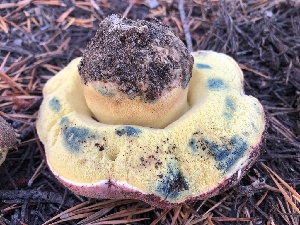 ( - HAY-F-006984)  @11 [ ] by-nc (2023) Dean Lyons Fungal Diversity Survey