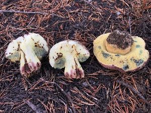  (Butyriboletus abieticola - HAY-F-006984)  @11 [ ] by-nc (2023) Dean Lyons Fungal Diversity Survey