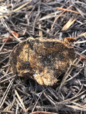  ( - HAY-F-007047)  @11 [ ] by-nc (2023) Dean Lyons Fungal Diversity Survey
