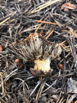  (Calonarius bigelowii - HAY-F-007047)  @11 [ ] by-nc (2023) Dean Lyons Fungal Diversity Survey