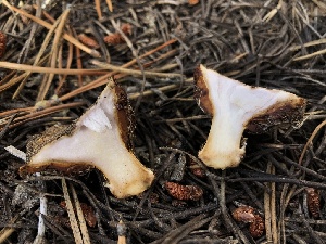  ( - HAY-F-007047)  @11 [ ] by-nc (2023) Dean Lyons Fungal Diversity Survey