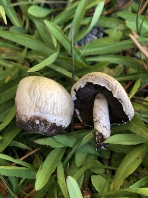  ( - HAY-F-007046)  @11 [ ] by-nc (2023) Dean Lyons Fungal Diversity Survey