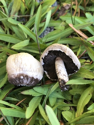  ( - HAY-F-007046)  @11 [ ] by-nc (2023) Dean Lyons Fungal Diversity Survey