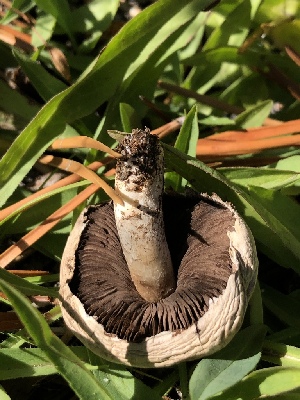  (Agaricus porphyrocephalus var. pallidus - HAY-F-007046)  @11 [ ] by-nc (2023) Dean Lyons Fungal Diversity Survey