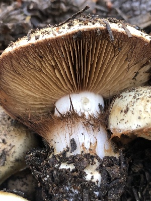  ( - HAY-F-006986)  @11 [ ] by-nc (2023) Dean Lyons Fungal Diversity Survey