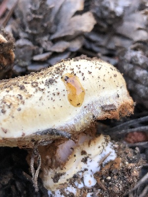  ( - HAY-F-006986)  @11 [ ] by-nc (2023) Dean Lyons Fungal Diversity Survey
