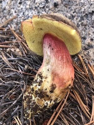  ( - HAY-F-006990)  @11 [ ] by-nc (2023) Dean Lyons Fungal Diversity Survey