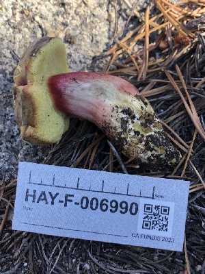  ( - HAY-F-006990)  @11 [ ] by-nc (2023) Dean Lyons Fungal Diversity Survey