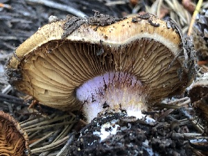  ( - HAY-F-007057)  @11 [ ] by-nc (2023) Dean Lyons Fungal Diversity Survey